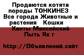 Продаются котята породы ТОНКИНЕЗ - Все города Животные и растения » Кошки   . Ханты-Мансийский,Пыть-Ях г.
